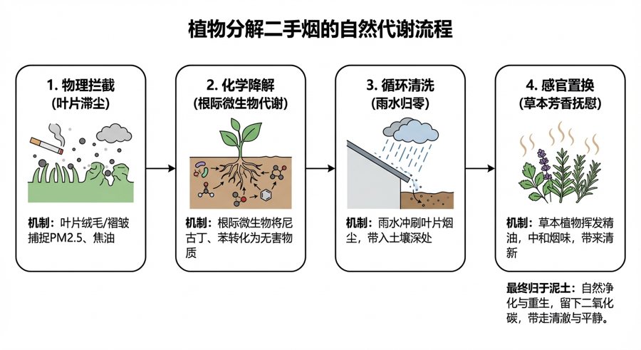 植物分解二手烟流程图